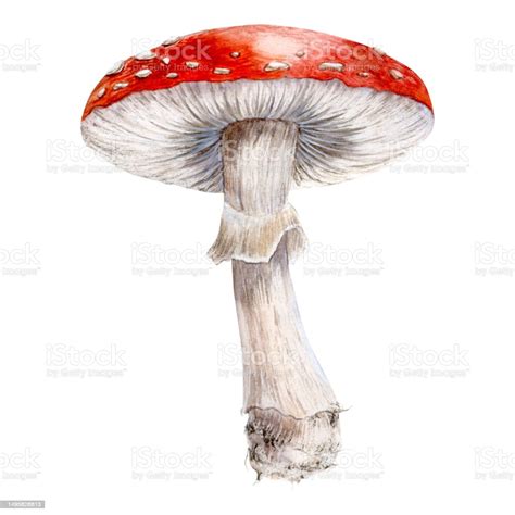 Amanita Watercolor Illustration Hand Drawing Isolated On White ...