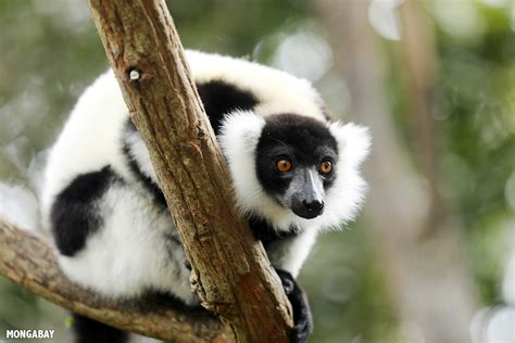 A third of Madagascar’s lemur species on the brink of extinction, IUCN warns | Focusing on Wildlife