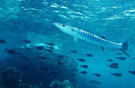 Barracuda - Description, Habitat, Image, Diet, and Interesting Facts