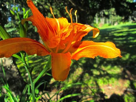 Flowers: Lily Photos Free jpg Lilies: Orange Lilies Photos: Free jpg Pictures