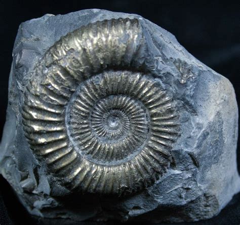 Shimmering Pyritized Ammonite Fossil For Sale (#2269) - FossilEra.com