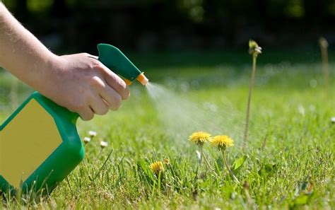 Weed-Whacking Herbicide Proves Deadly to Human Cells - Scientific American