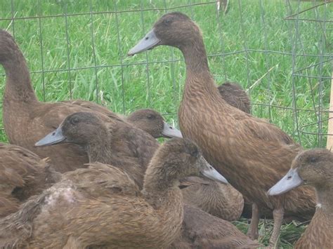 Khaki Campbell Ducks for Sale | Chickens For Backyards