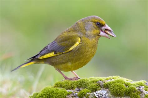 12 common British garden birds you can spot in your garden Bird Feeder Gift, Squirrel Proof Bird ...