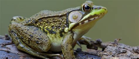 Green Frog - A-Z Animals