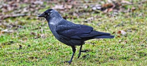 The Western Jackdaw | Critter Science