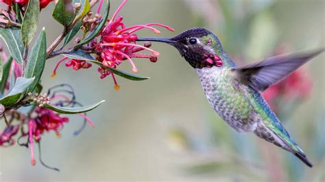 Discover When Hummingbirds Leave South Carolina