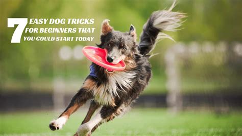 7 Easy Dog Tricks for Beginners That You Could Start Today