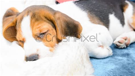 Beagle puppy sleeping - stock photo 977503 | Crushpixel