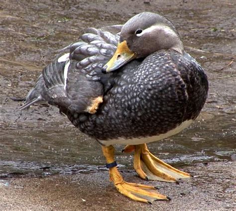 Flying Steamer Duck male | Duck species, Duck art, Beautiful birds