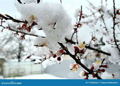 What is Happening To Our Nature? Anomalies in the Weather. Stock Photo ...