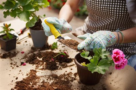 Can You Reuse Potting Soil in Containers? - Birds and Blooms