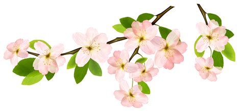 Free Flowering Branch Cliparts, Download Free Flowering Branch Cliparts png images, Free ...
