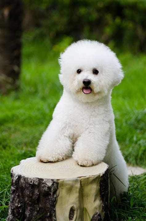 5 Really Cute, Small, White Dog Breeds | PetHelpful