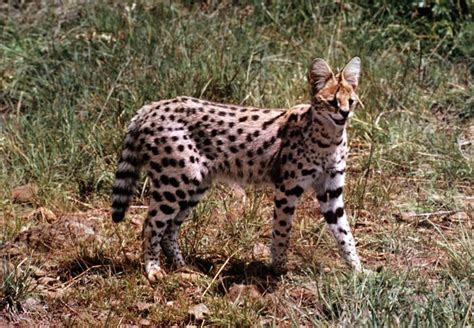 Serval | mammal | Britannica