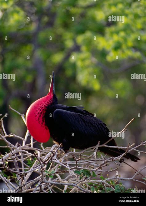 MALE FRIGATE BIRD Fregata minor displaying MATING RITUAL PLAZAS ISLAND GALAPAGOS ISLANDS ECUADOR ...