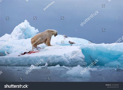 Polar Bear Hunting Killed Walrus Blood Stock Photo 1414354955 ...