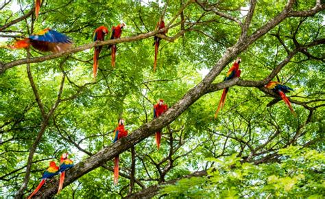 When a Tree Falls in the Forest, You Can Still Hear the Birdsong - The Good Men Project