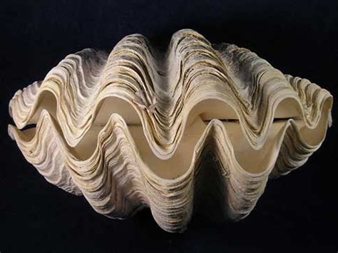 Whole Tridacna Gigas Clam Sea Shells