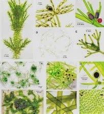 How do the Members of Chlorophyceae Reproduce? Methods of reproduction in Chlorophyceae