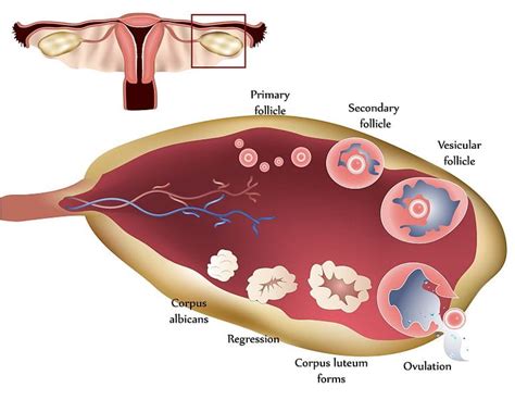 Animal Reproductive Structures and Functions | Organismal Biology