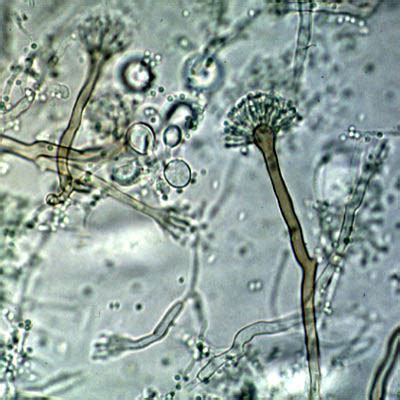 Sustainable Mycology: Aspergillus nidulans