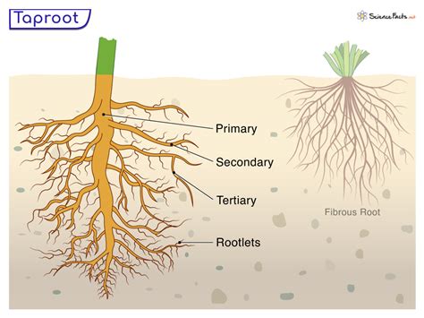 Taproot - Definition, Examples, Functions, and Diagram