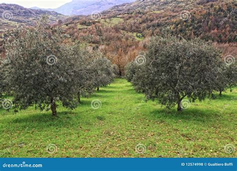 Olive tree background stock photo. Image of historical - 12574998