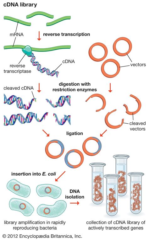 Restriction enzyme | Definition, Function, & Types | Britannica