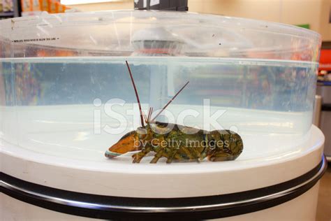 Live Lobster IN Supermarket Tank Stock Photos - FreeImages.com