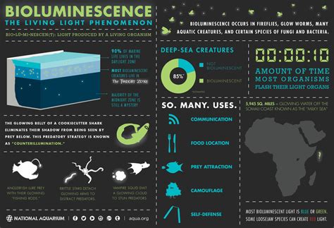 About - Bioluminescence