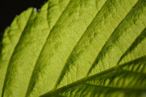 Chlorophyll Leaf Macro - Free photo on Pixabay - Pixabay