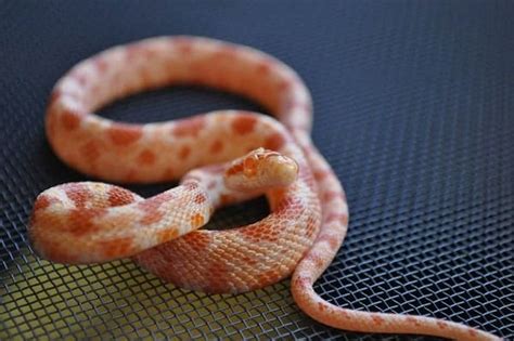 Albino Corn Snake Care Sheet: Diet, Habitat, & More for Beginners