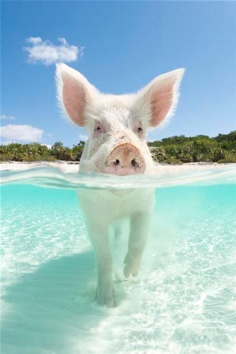 7 Best Water Pigs images | Swimming pigs, Pig island, Cute pigs