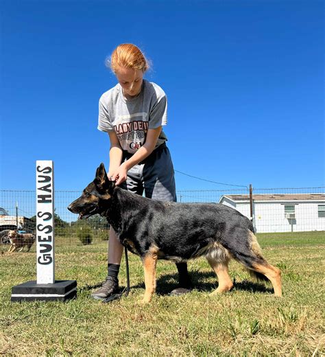 Guesshaus LLC - German Shepherd Dog Puppies for Sale in Mount Pleasant, TX | AKC Marketplace