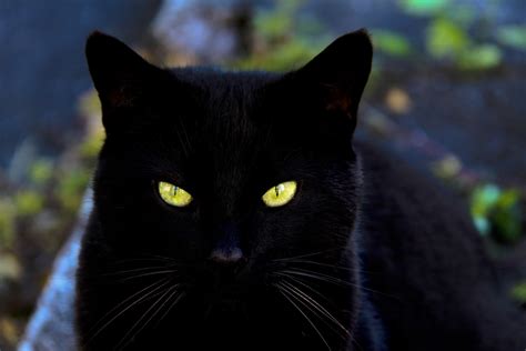 Badass Names for Black Cats - PetHelpful