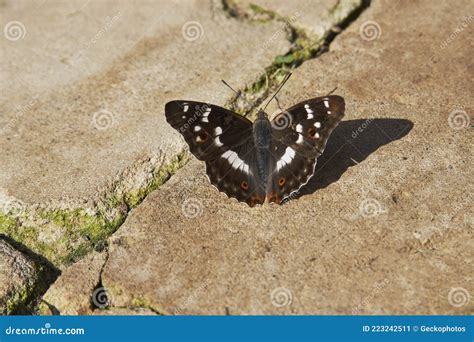 Colorful Butterfly Wings, Close-up Stock Image - Image of wildlife ...