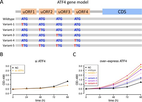 The experimental verification of the uORF-ATF4-phenotype axis. A Design ...