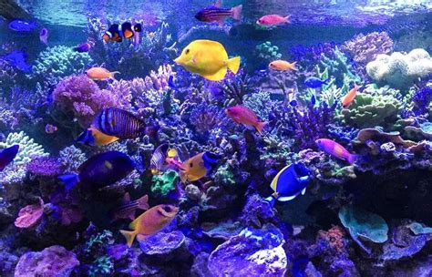 Saltwater aquarium fish species for beginners – reef aquascape designs