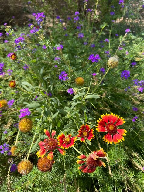 Best native and desert plants for Arizona gardens: Photos