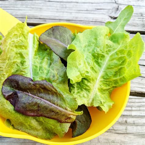 How to Harvest Lettuce So It Keeps Growing - Leaf Lettuce & More