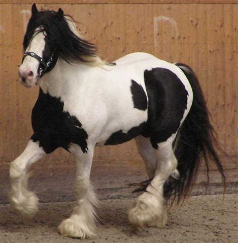 File:Irish Tinker horse 2.JPG - Wikipedia