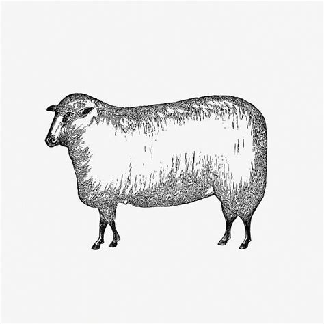 Vintage sheep illustration | Free public domain illustration