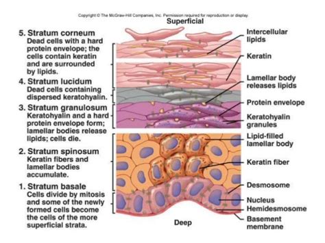 keratinization by Ruhi Uttamani