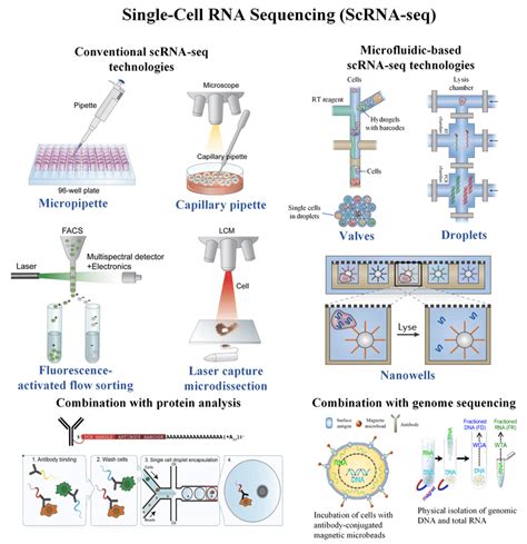 Schematic diagram of single-cell RNA sequencing and its combination... | Download Scientific Diagram