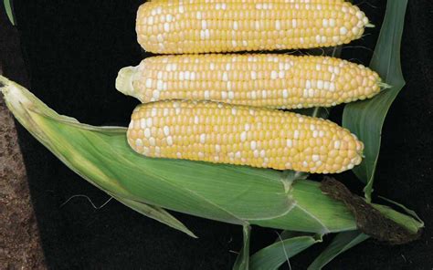 22 Sweet Corn Varieties To Add To Your Collection - Growing Produce