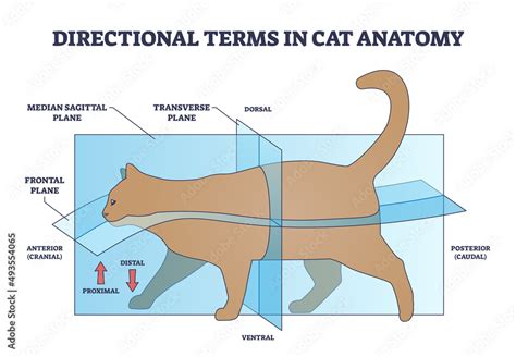 Directional terms in cat anatomy and quadrupeds division outline diagram. Labeled educational ...