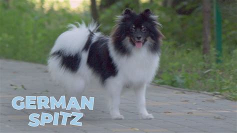 German Spitz Dog Breed Information, Characteristics and Facts - YouTube