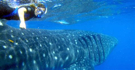 Swimming With Whale Sharks | Mexico Ecotourism