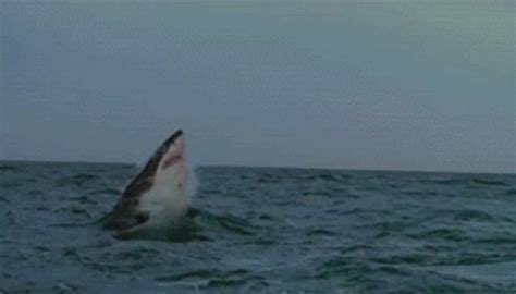 Shark Jump GIF - Shark Jump Swim - Discover & Share GIFs